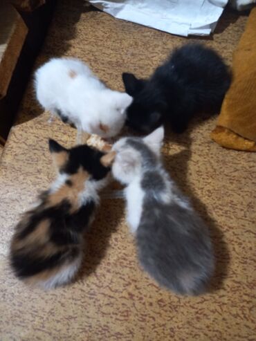 купить кошка: Котята домашние, помёт из нескольких разноокрашенных малышей