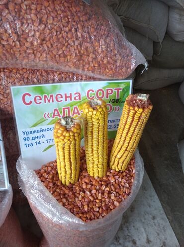 семена экспорсет: Жугору урук Бишкек оптом доставка келишим баада