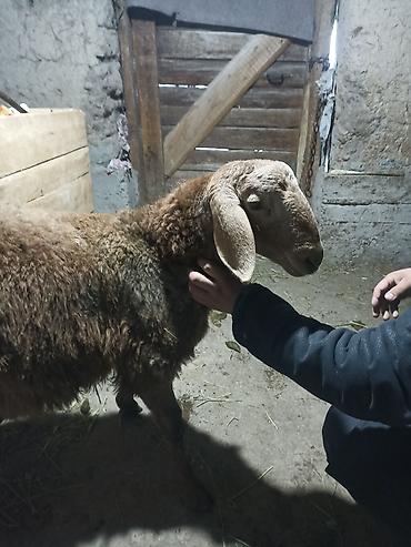 Баран, овца: Продаю | Баран (самец) | Арашан | Для разведения | Племенные — 8