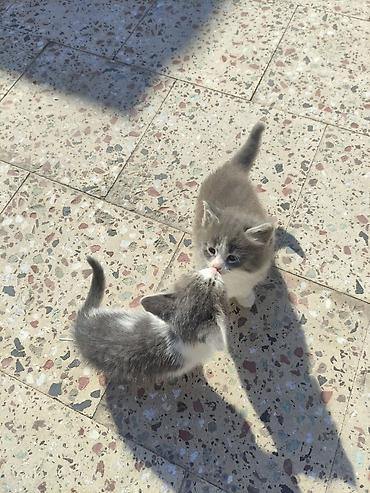 Pişiklər: Yaxşı əllərə — 10