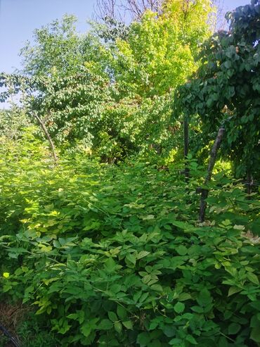 Продажа домов: Дом, 1200 м², 4 комнаты, Собственник, Косметический ремонт — 14