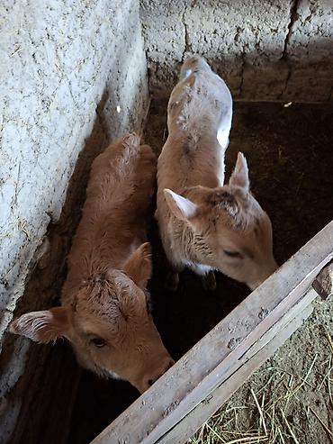 Коровы, быки: Продаю | Музоо, торпок | Искусственник — 10