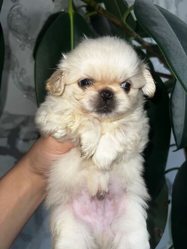 it yuvalarinin satisi: Pekines, 2 ay, Dişi, Ünvandan götürmə