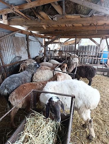 Баран, овца: Продаю | Овца (самка) | Для разведения | Матка — 8