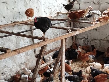 Gəmiricilər: Toyuq cücələri, Damazlıq, Ödənişli çatdırılma