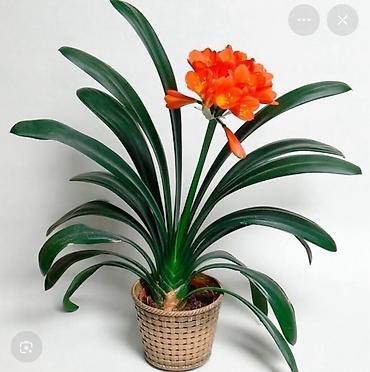 Лилии: Кливия (Clivia miniata) в горшке - Эффектное комнатное растение с — 1