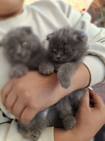 британская короткошерстная цена: Шотландские вислоухие котята окраса «голубой». - Порода: Scottish