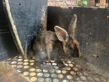 кролик самка: Продаю | Крольчиха (самка), Кролик самец, Крольчата | Для разведения