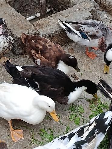 kuban ördeyi: Malard ördəkləri – dekorativ və təsərrüfat üçün - Cins: mallard — 2