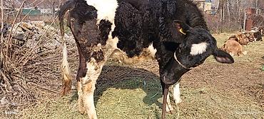 Коровы, быки: Продаю | Тёлка | Для разведения | Нетель — 1