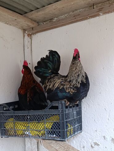 Toyuqlar: Toyuq, Damazlıq, Ödənişli çatdırılma, Ünvandan götürmə — 14