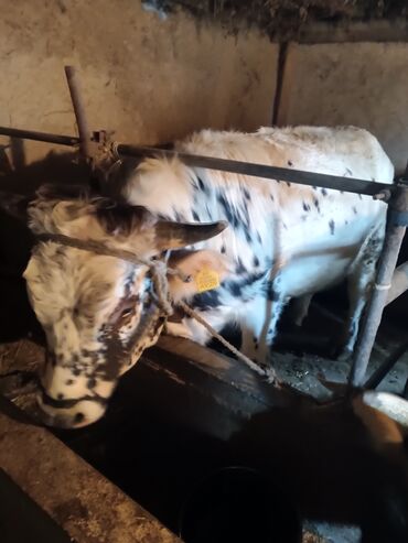 Коровы, быки: Продаю | Бык (самец) | На откорм | Привязанные — 6