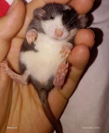 Крысы: КРЫСЯТА "ДАМБО" 3 малыша, мальчики месяц ручные активные готовы к — 2