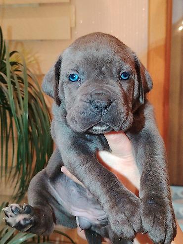 İtlər: Kane-Korso, 1 ay, Sənədli, Ünvandan götürmə, Pulsuz çatdırılma, Rayonlara çatdırılma — 10