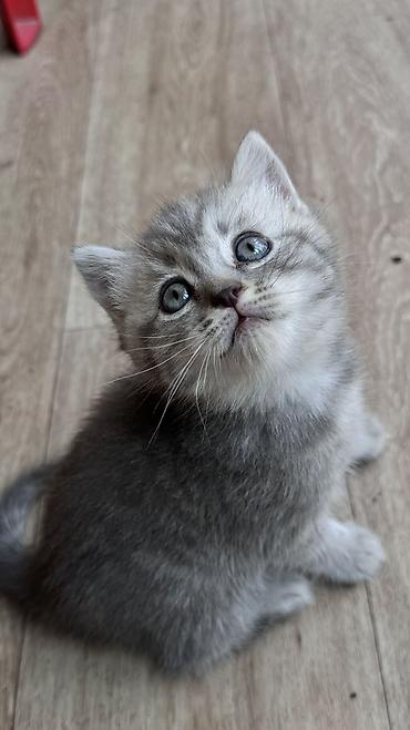 кошк: Полупородистый котенок от британца Очень ласковыйк лотку приучен — 4