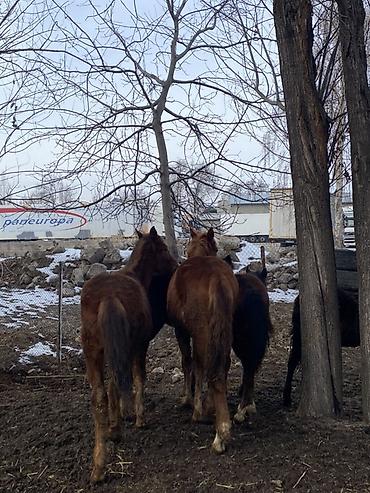 Лошади, кони: Продаю | Жеребенок | Для разведения — 4
