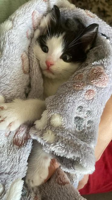 Pişiklər: Erkək, Yaxşı əllərə — 9