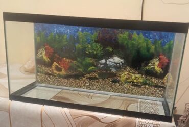 Akvarium aksessuar və ləvazimatları: Dördbucaq akvarium, Boş, 25 l, Ödənişli çatdırılma, Ünvandan götürmə