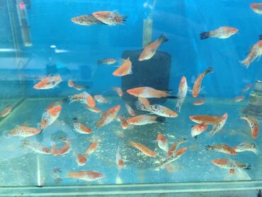 Balıqlar: Quppi, Sülhsevər, Ünvandan götürmə, Ödənişli çatdırılma — 9