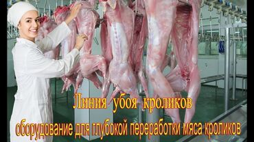 кунажын сатам: Продаю жирных кроликов на забой