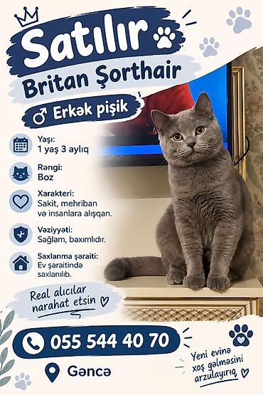 Britan, Erkək, Yaxşı əllərə lalafo.az -da Britan, Erkək, Yaxşı əllərə