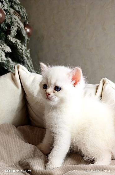 Pişiklər: Britan — 10