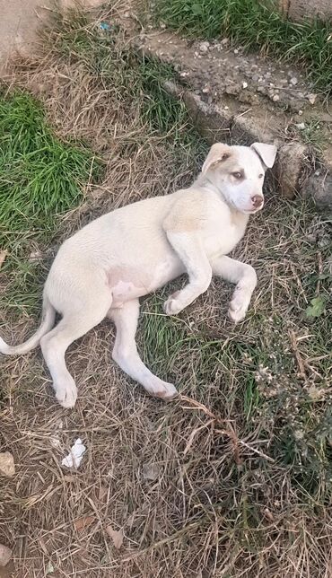 İtlər: 3 ay, Erkek, Pulsuz çatdırılma — 4