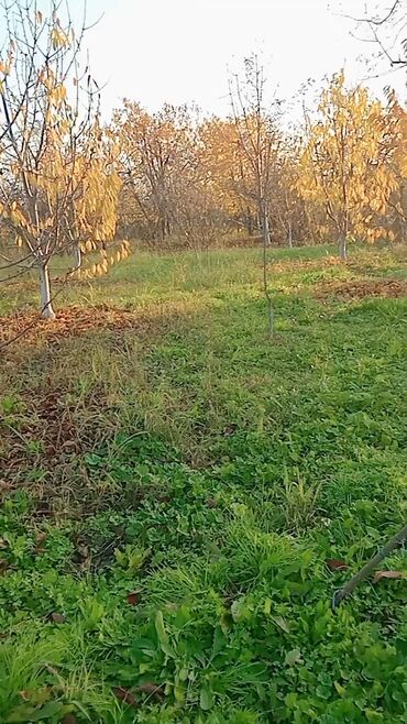 Torpaq sahələrinin satışı: 6 sot, Kənd təsərrüfatı, Makler, Kupça (Çıxarış) — 3