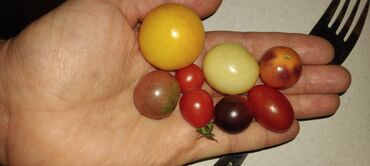 Povrće, voće: Seme domaćih sorti paradajza Opis: - Raznovrsne stare i egzotične — 10