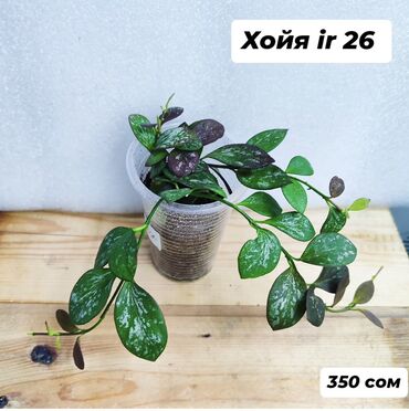 Хойи: Хойя (Hoya) - Хойя публикалис сплэш –Цена: 450 сом. - Хойя Мередити — 13