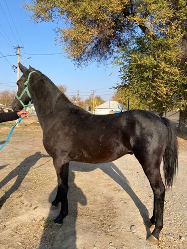 продаю музоо торпок корова самка бык самец айрширская ангус алатауская на забой для разведения на откорм племенные нетель привязанные: Продаю | Жеребец, Жеребенок | Полукровка | Конный спорт | Племенные