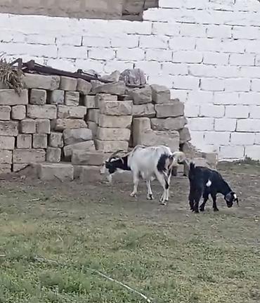 çəpiş ətinin qiyməti: Ana keçi və dişi bala satılır. - Ana: ağ-qara rəngdə, buynuzlu, süd — 3