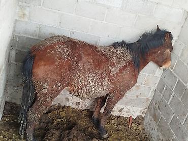 Лошади, кони: Продаю | Жеребенок | Для разведения — 7