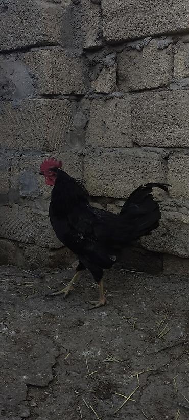 Toyuqlar: Toyuq, Yumurtalıq — 3