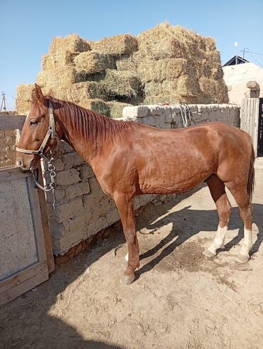 продам домик для кошки: Продаю | Жеребец | Дончак | Конный спорт at lalafo.kg продам домик для кошки: Продаю | Жеребец | Дончак | Конный спорт