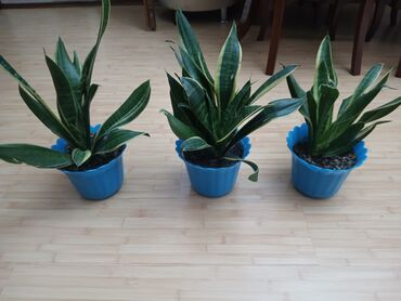 ножницы для сада: Продаю сансиеверию, традесканцию и замиокулькас