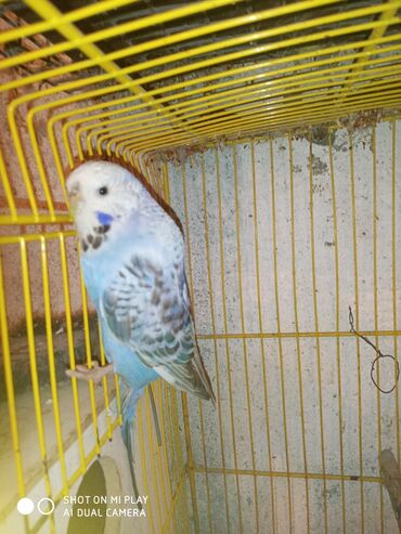 Digər quşlar: Çex cütler satılır papuqaylar təmiz qan vıstıvıcnıy vıstıvka sərgi — 15