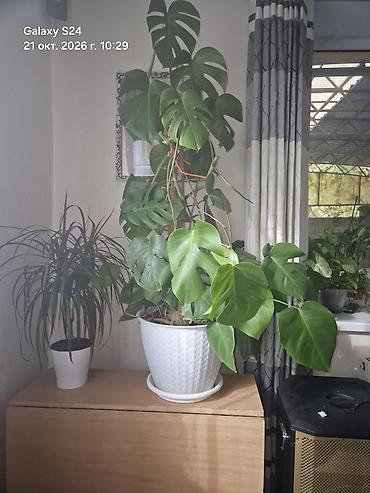 монстеро: Продаю Монстера делициоза (Monstera deliciosa) в большом кашпо. долго — 1