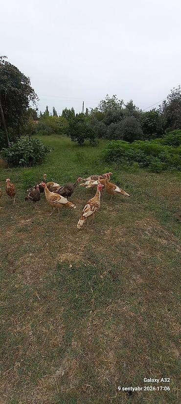 lal ordek satilir: Erkək, Damazlıq — 3