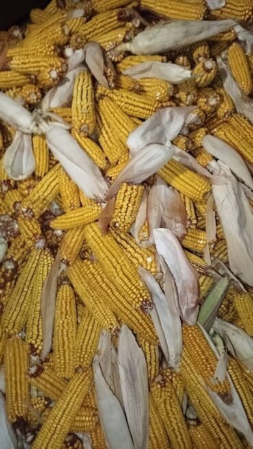 наполнитель для животных: Продаю кукурузу в початках