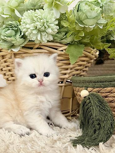 Pişiklər: Britan, Erkək — 7