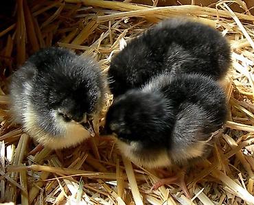 K/t heyvanları və malları: Salam! Təmiz qan Avstralorp cücələri satılır. 🐣 Cücələr tam sağlamdır — 1