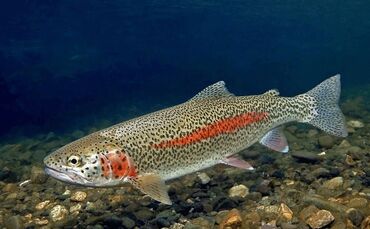 форель цена за 1 кг: Жаңы кармалган, 2 кг, Акысыз жеткирүү