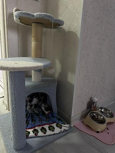 котик 1 месяц: Кошка даром: Беспородная, 2 месяца, Мальчик — 3