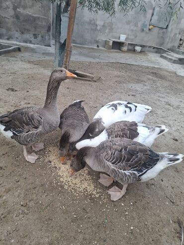 Qazlar: Yerli qaz alesi satlir 4 ana qaz 1 erkeg 6 dende balsi 1 ay olar bala — 13