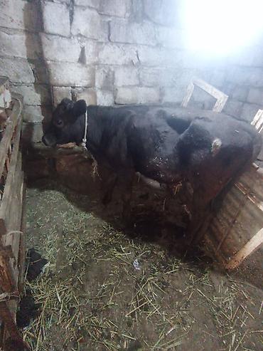 бу ковры: Самка, Simental, лет: 4, 300 кг, Для разведения, Для молока — 4