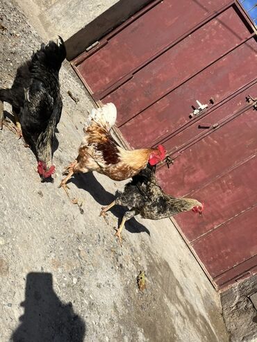 йоркширский терьер цена баку: Курица, Для мяса, Самовывоз