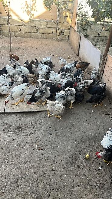 www.toyuq ve cuce yem qablari: Salam çolpalar satılır buyrub zəng ede bilersiz — 2