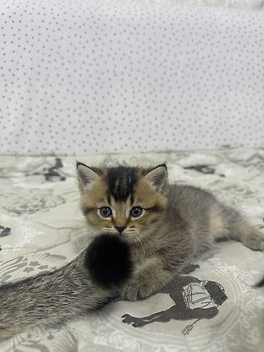 скотиш фолд котята: Шотландские вислоухие котята (Scottish Fold) Два мальчика и две — 2