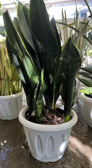 тещин: Сансевиерия (Sansevieria, «тещин язык») – компактные комнатные — 4